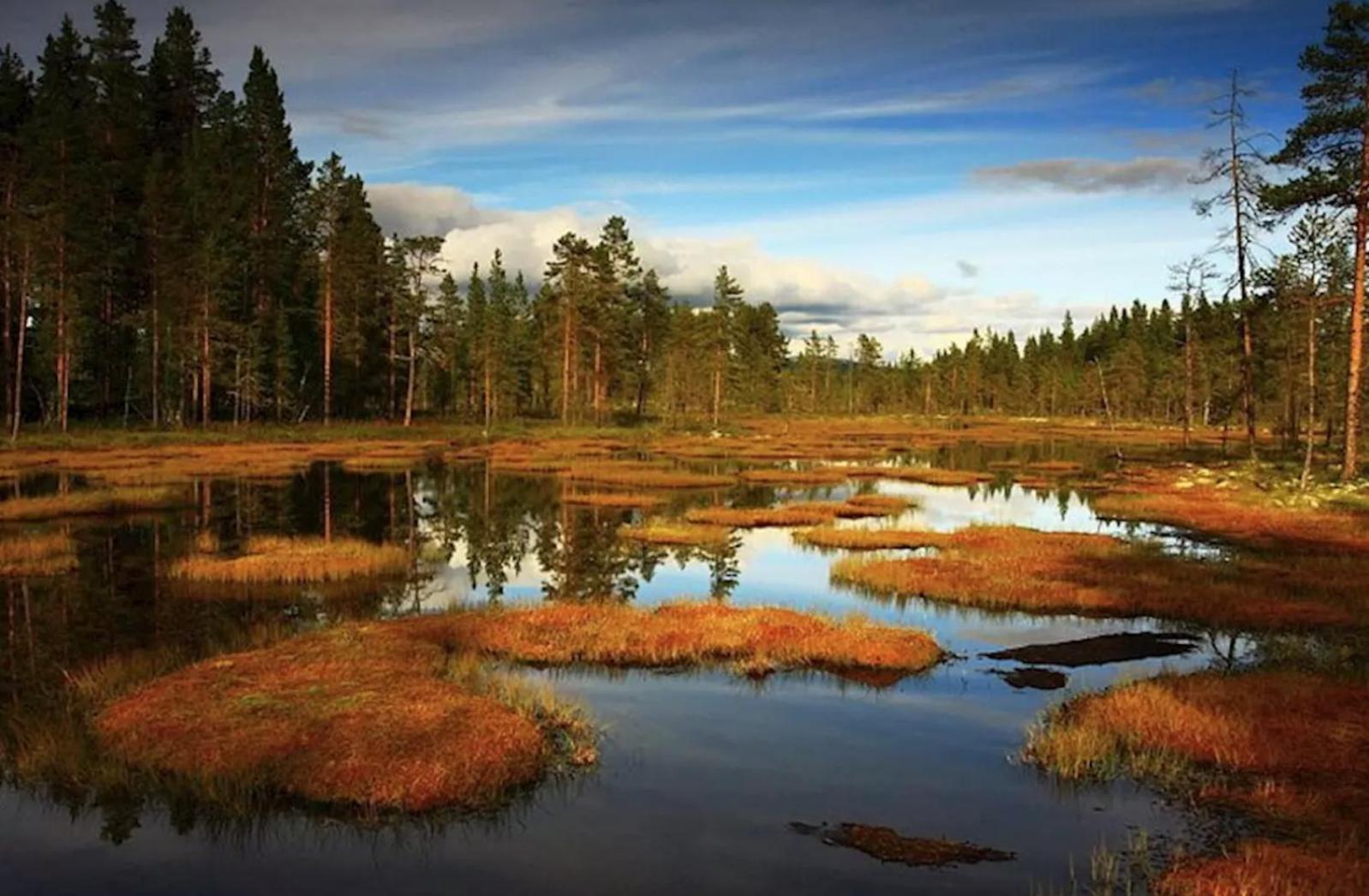 New Forest Retreat - U Lesa, S Parkovanim